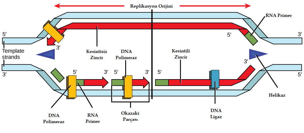 DNA Nasıl Kopyalanır DNA Replikasyonu Aşamaları Nelerdir Evrim Ağacı