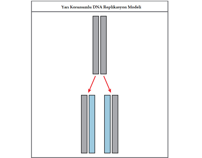 Dna Nas L Kopyalan R Dna Replikasyonu A Amalar Nelerdir Evrim A Ac