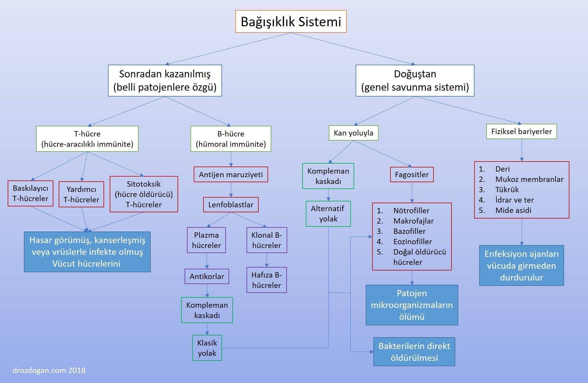 Savunma Mekanizmam Z Nas L I Ler Soru Cevap Evrim A Ac