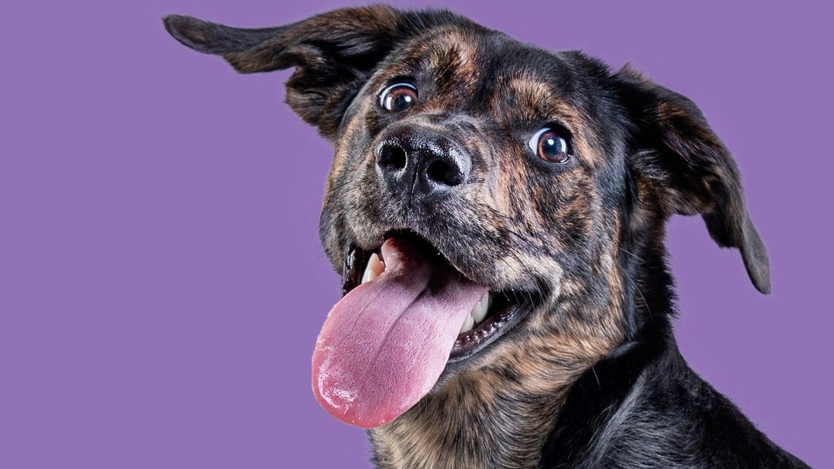 Köpekler Dışkılamadan Önce Neden Kendi Etraflarında Döner?