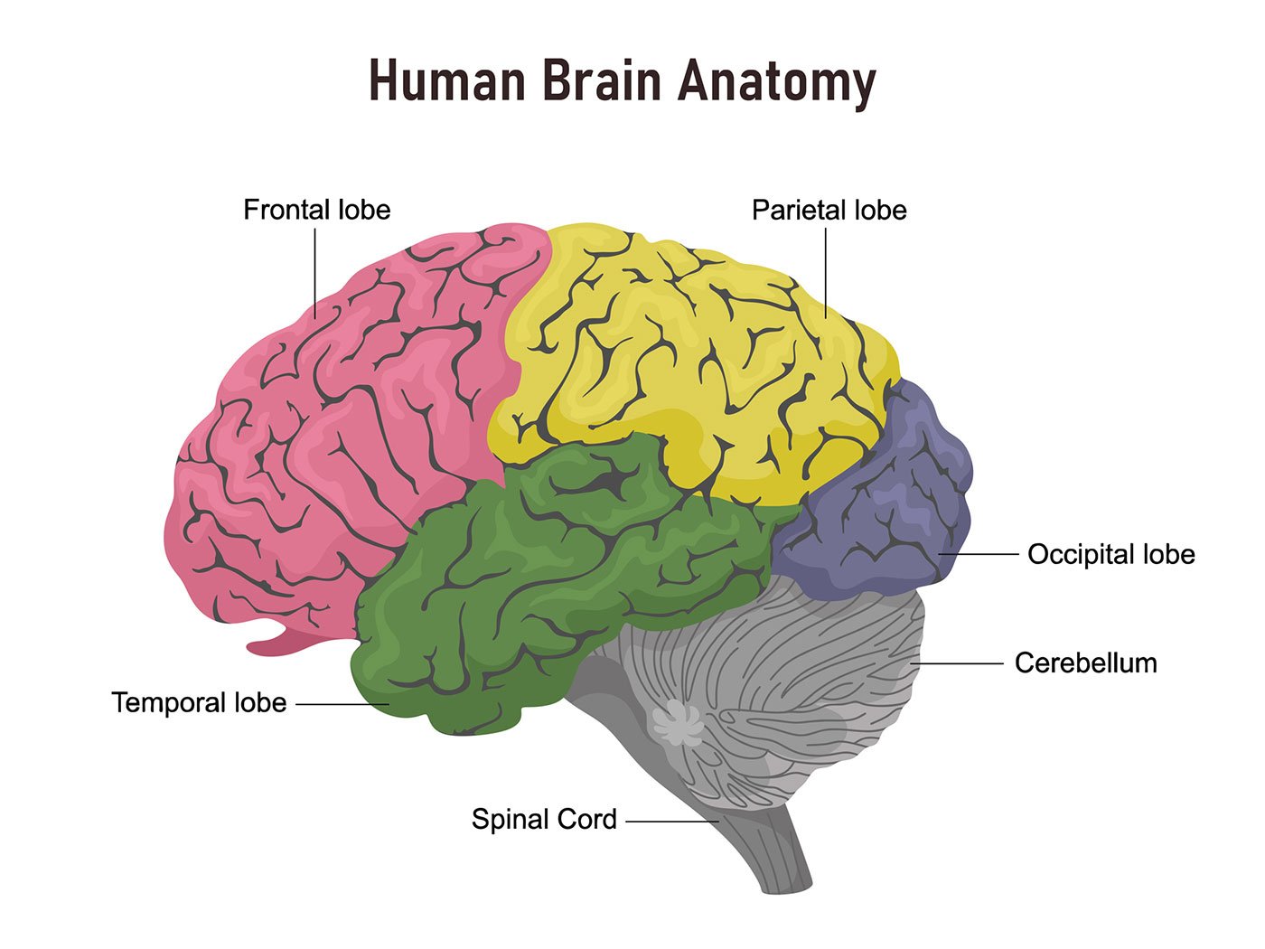 beyin-anatomisi-evrim-a-ac