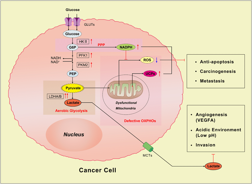 Warburg Etkisi ve Kanserde Meydana Gelen Metabolik Değişimler Evrim Ağacı
