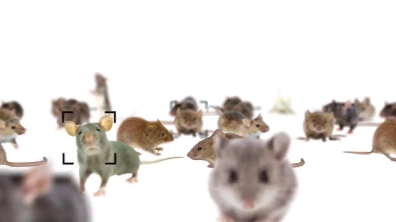 brain activity analyzing deepfakes