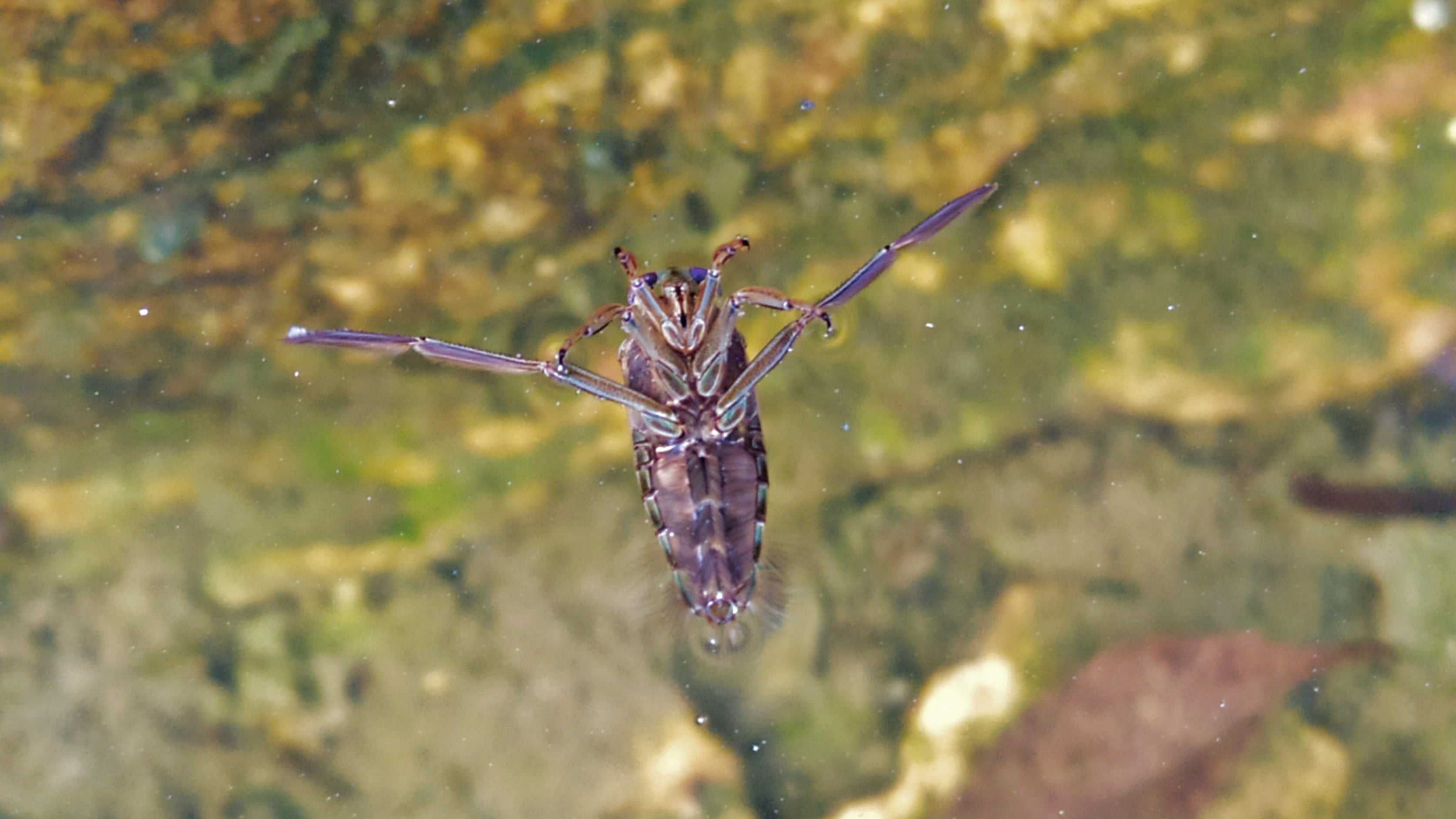 Sırtüstü Yüzenler (Notonectidae) - Evrim Ağacı