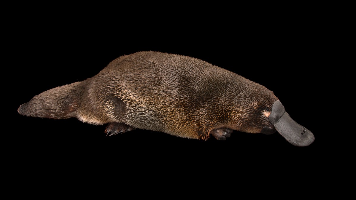 Ornitorenk (Platypus) Nedir? Ornitorenk, Memeli Hayvanların Evrimi Hakkında  Bize Neler Öğretebilir? - Evrim Ağacı