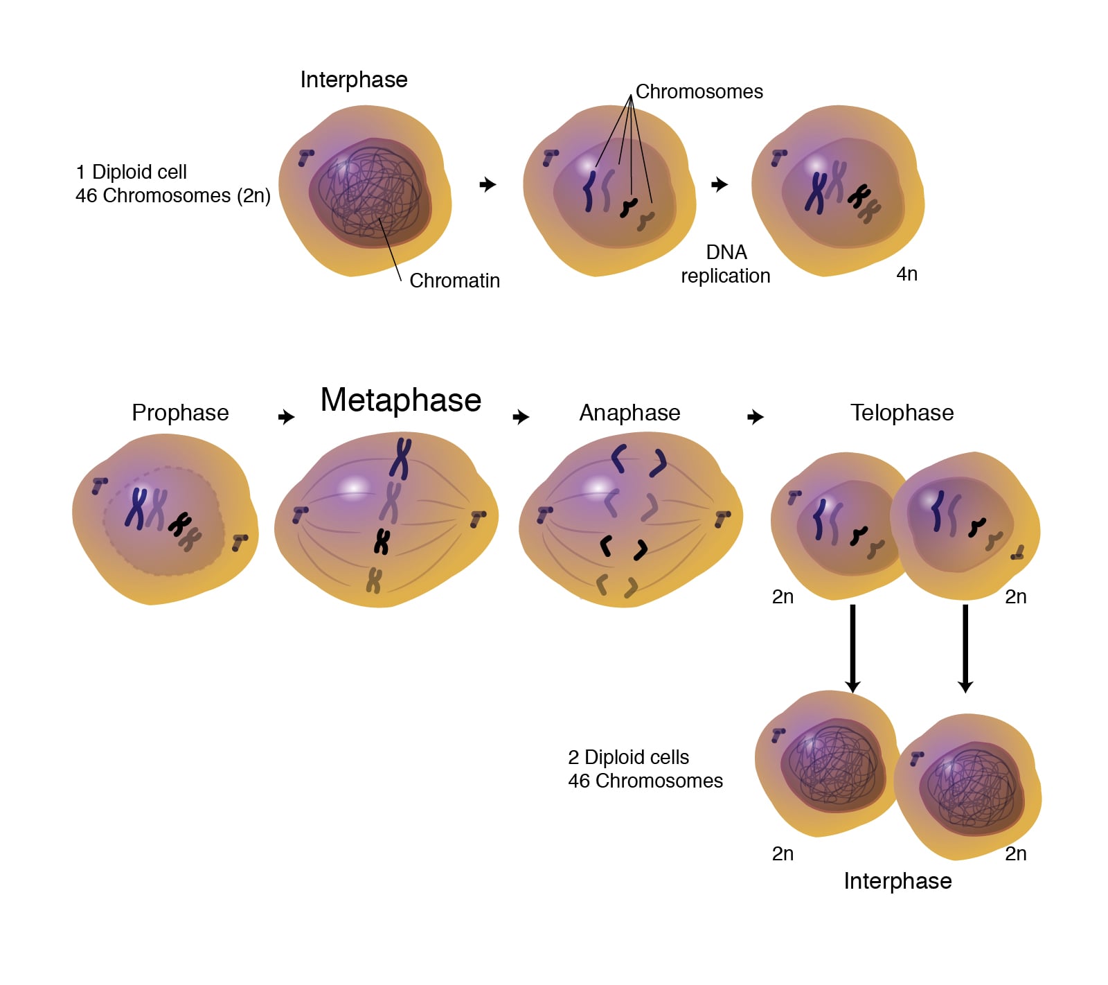 Histon Proteinleri ve DNA Katlanması Metreler Uzunluğundaki DNA