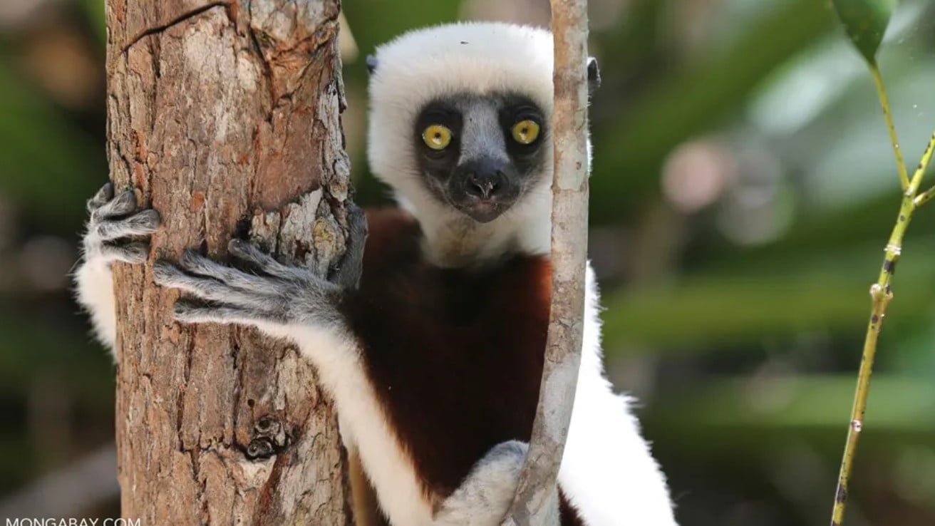 Madagaskar Nedir? Madagaskar Adasındaki Endemik Hayvanlar Nereden Geldi ...