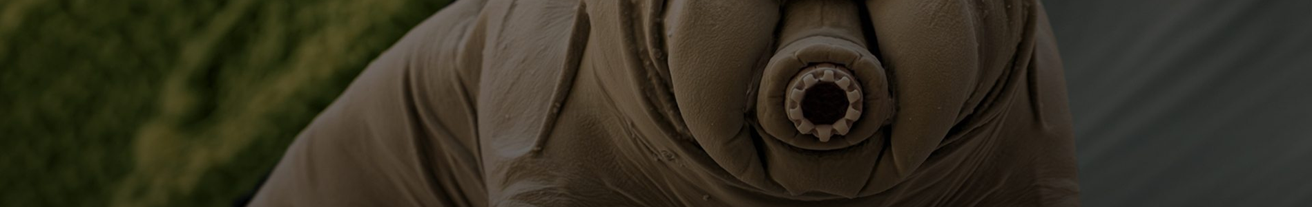 Hidrobiyoloji ve Tardigradlar (Su Ayıları)