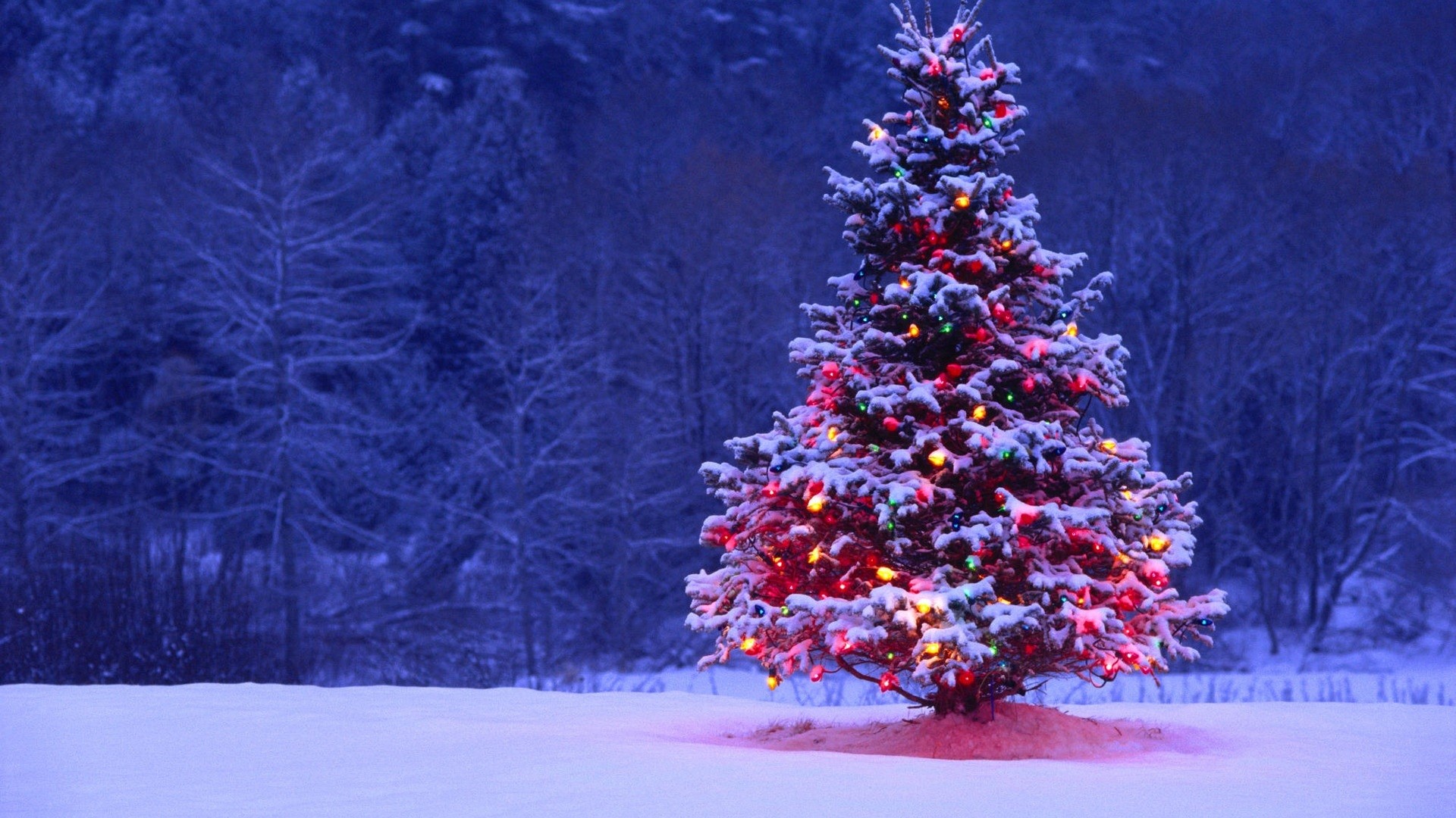Yılbaşı ve Noel Arasında Ne Fark Var? Yılbaşı Kutlamaları, Farklı Kültür ve Coğrafyalarda Zaman İçinde Nasıl Evrimleşti? - Evrim Ağacı