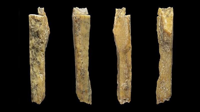 Neandertal-Denisovan Melezinin Bulunduğu Mağaradan Yeni Kemikler ...