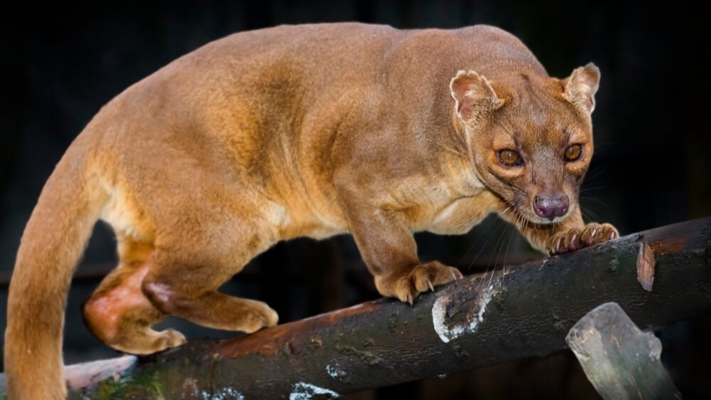 Fossa (Cryptoprocta ferox) - Evrim Ağacı