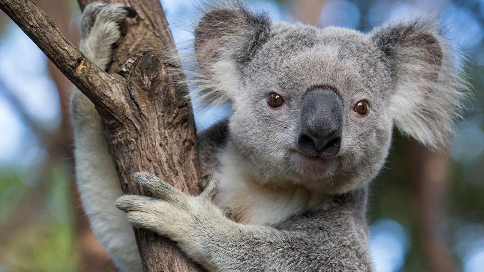 Koalalar, Diyetleri ve Su Asla Bir Koala ile Yemek Yarışına Girmeyin