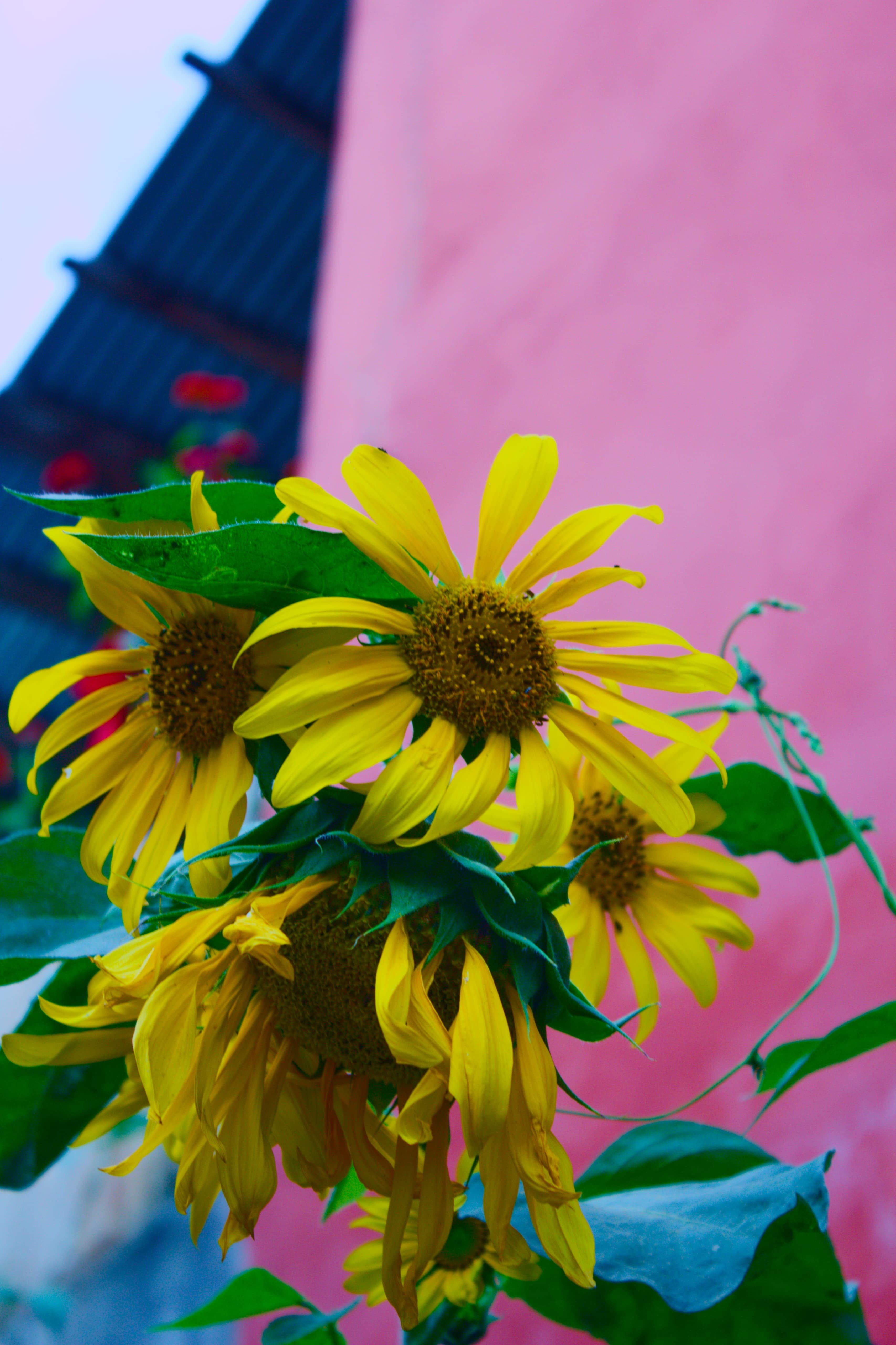 Ayçiçeği (Helianthus annuus) - Evrim Ağacı