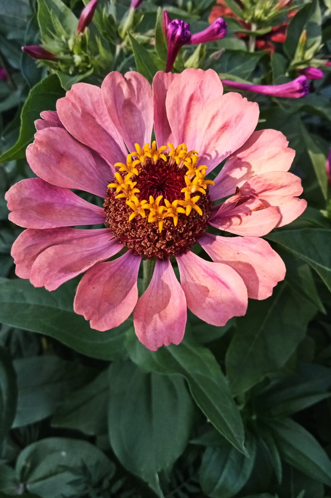 Kirli Han m i e i Zinnia Evrim A ac 