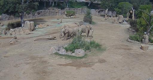 Elephants Show Incredible Bond During Earthquake at San Diego Zoo